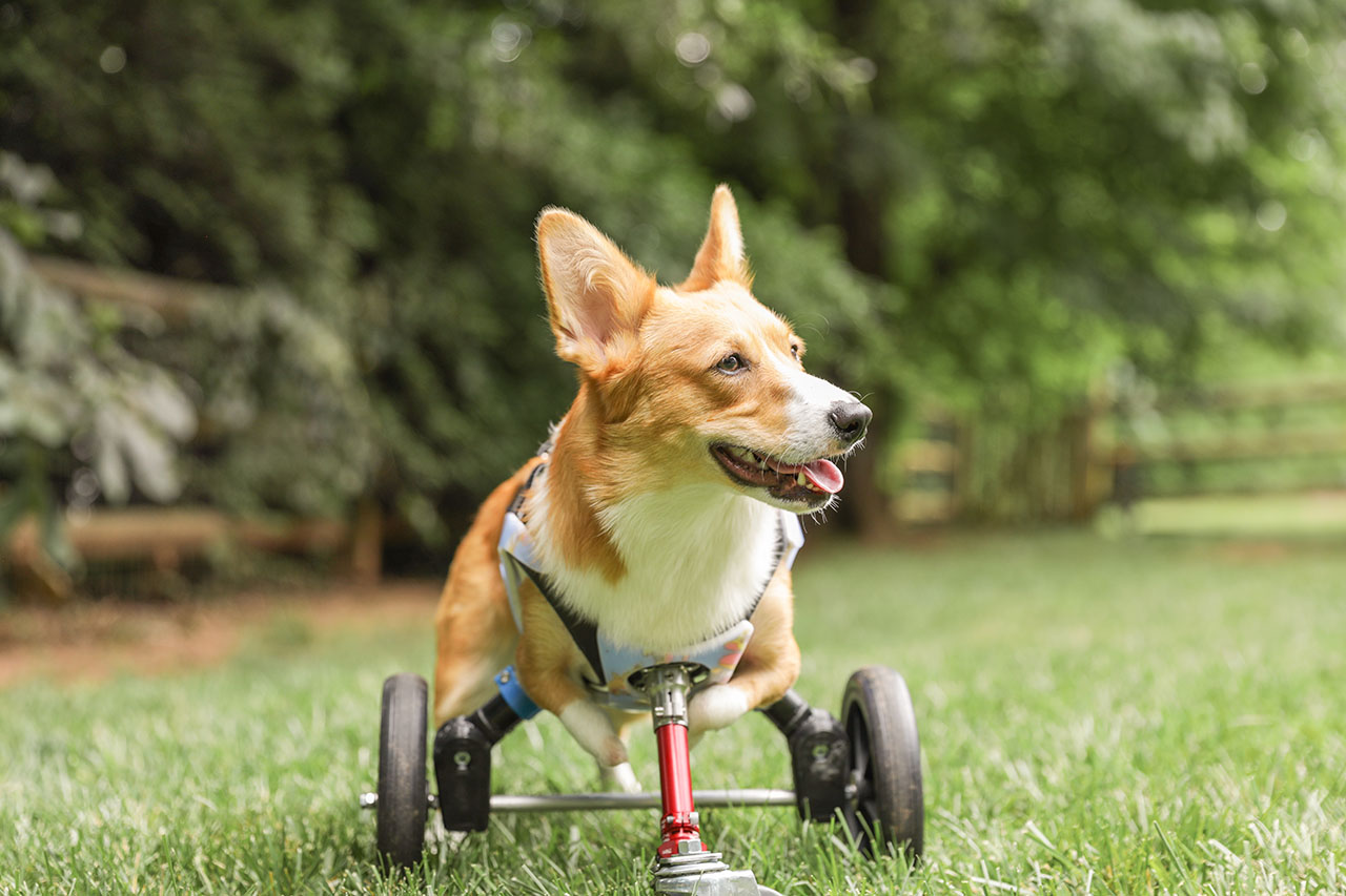 A corgi with no front legs smiles in its new prosthetic wheelchair