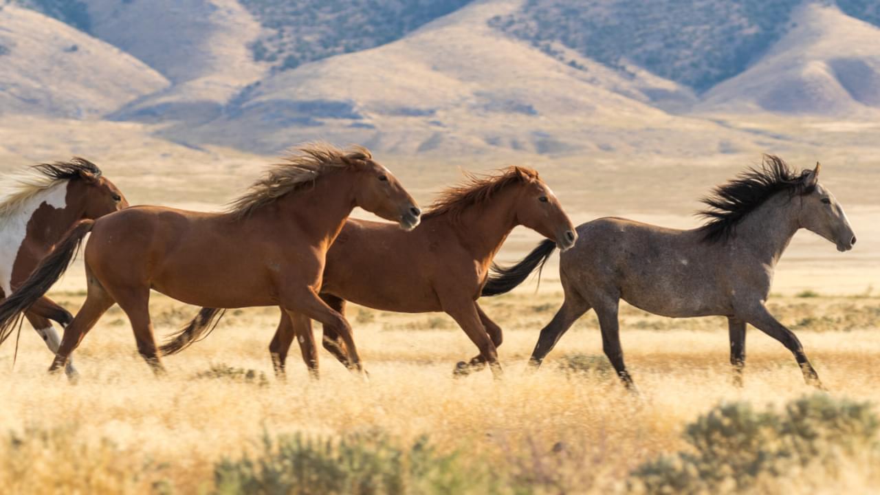 Wild Horses & Habitats BYU Radio