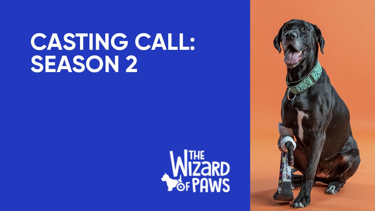Casting Call: The Wizard of Paws Season 2 - BYUtv