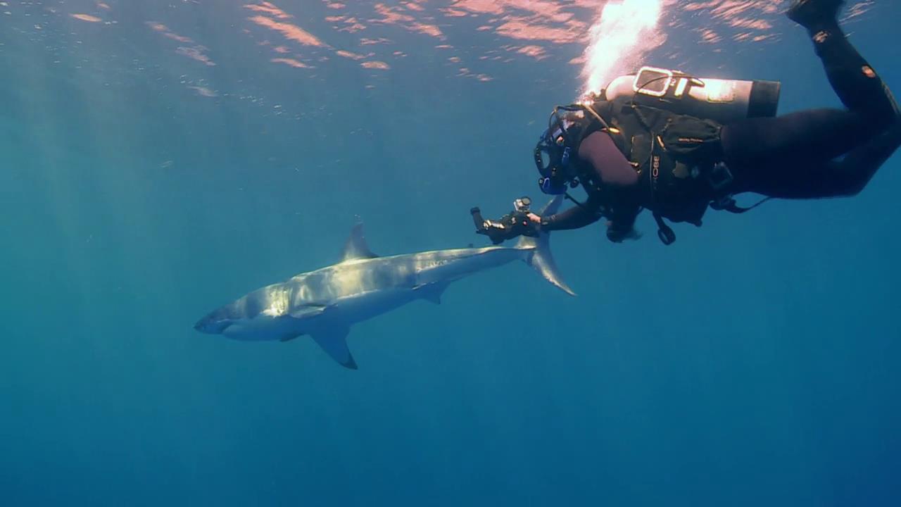 Shark Island - BYUtv